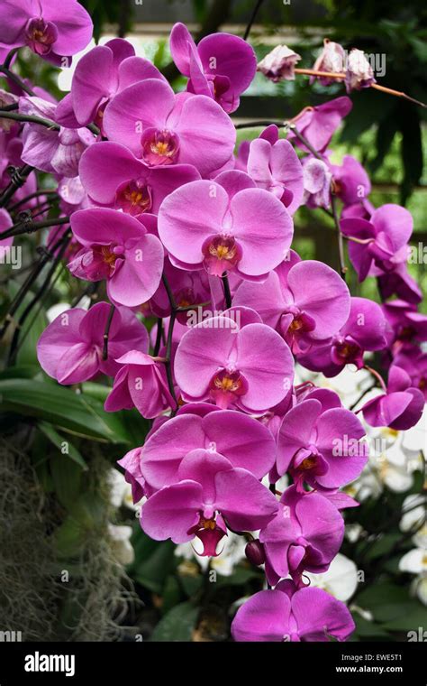 hermes orchid china|More Than a Flower: The Hidden Meaning of Orchids in Chinese .